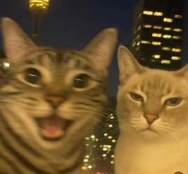 1778058754628.png
