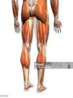 istockphoto-1147194740-2048x2048.jpg