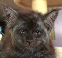 This Cat With A Human-Like Face Is Going Viral, And We Can't ...