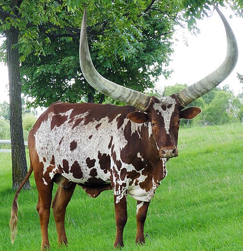 African_AnKole_-_Watusi.jpg