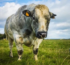 belgian-blue-bull-cow-on-260nw-322048481.jpg