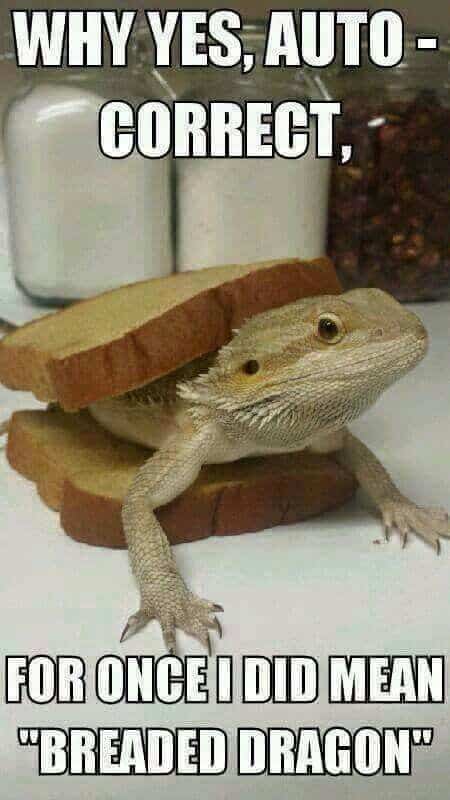 Best-Bearded-Dragon-Memes.jpg