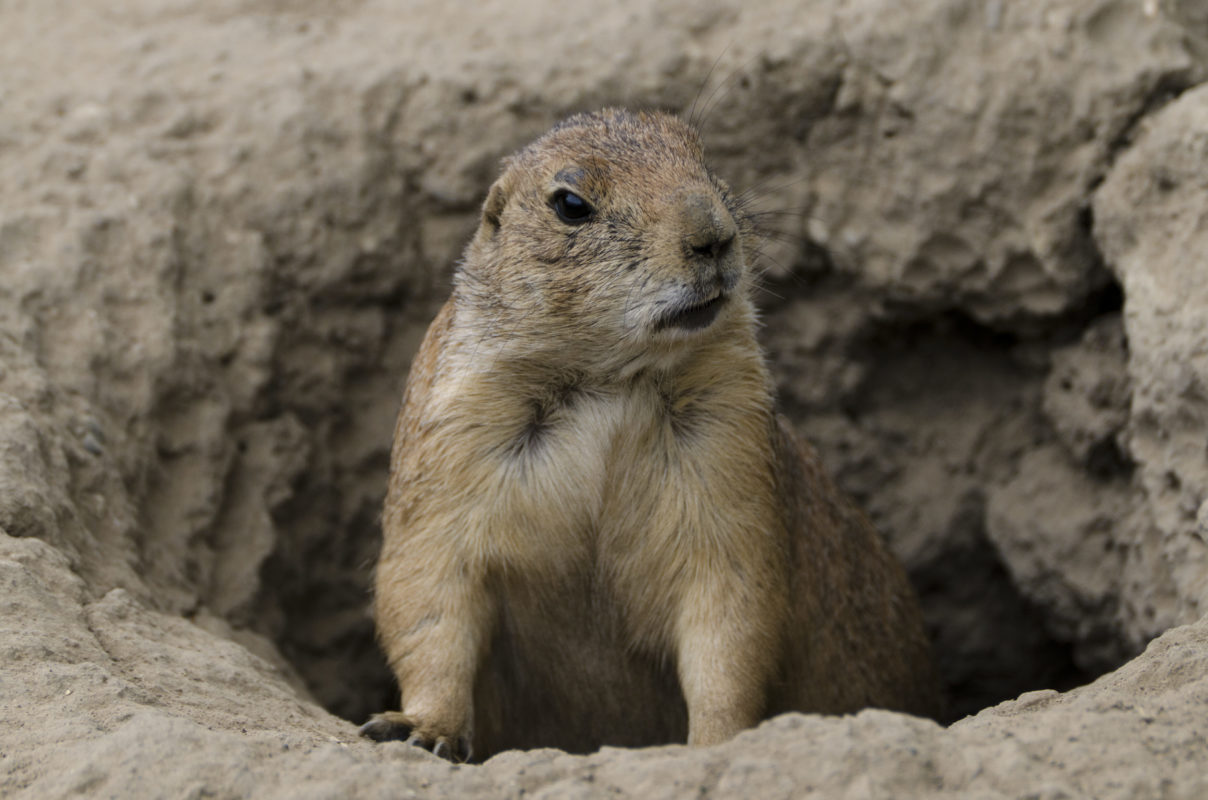 Black-Tailed-Prairie-Dog-e1660155212948.jpg