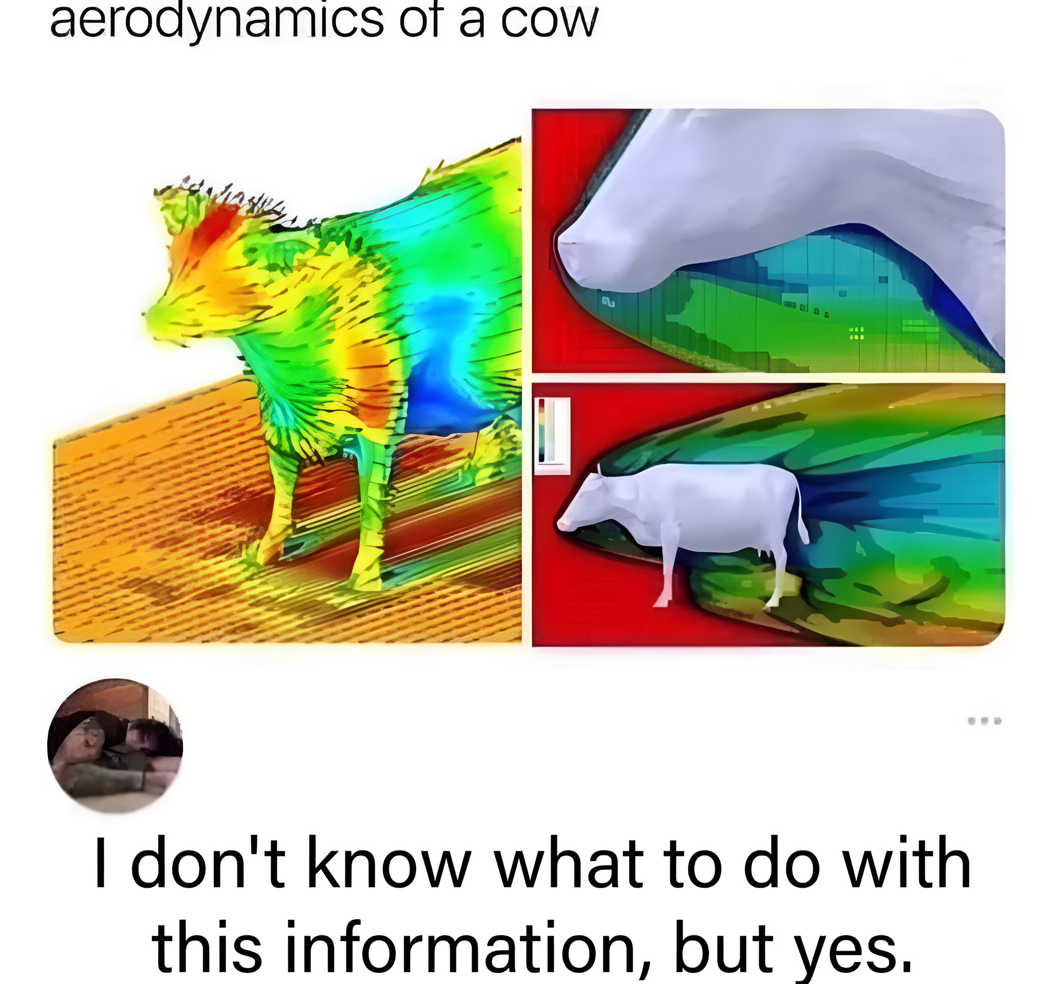 cow aerodynamics.jpg