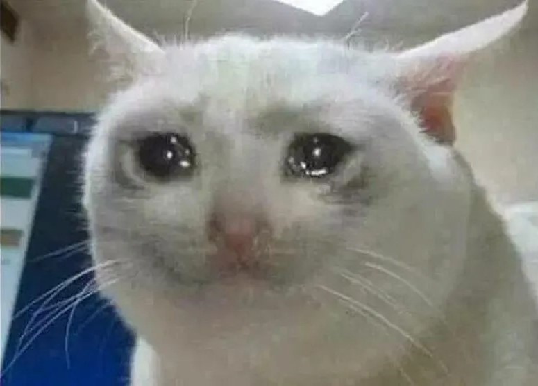 crying-cat-meme-template-full-719a53dc.jpg