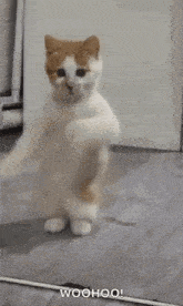 dancing-cat-dance.gif