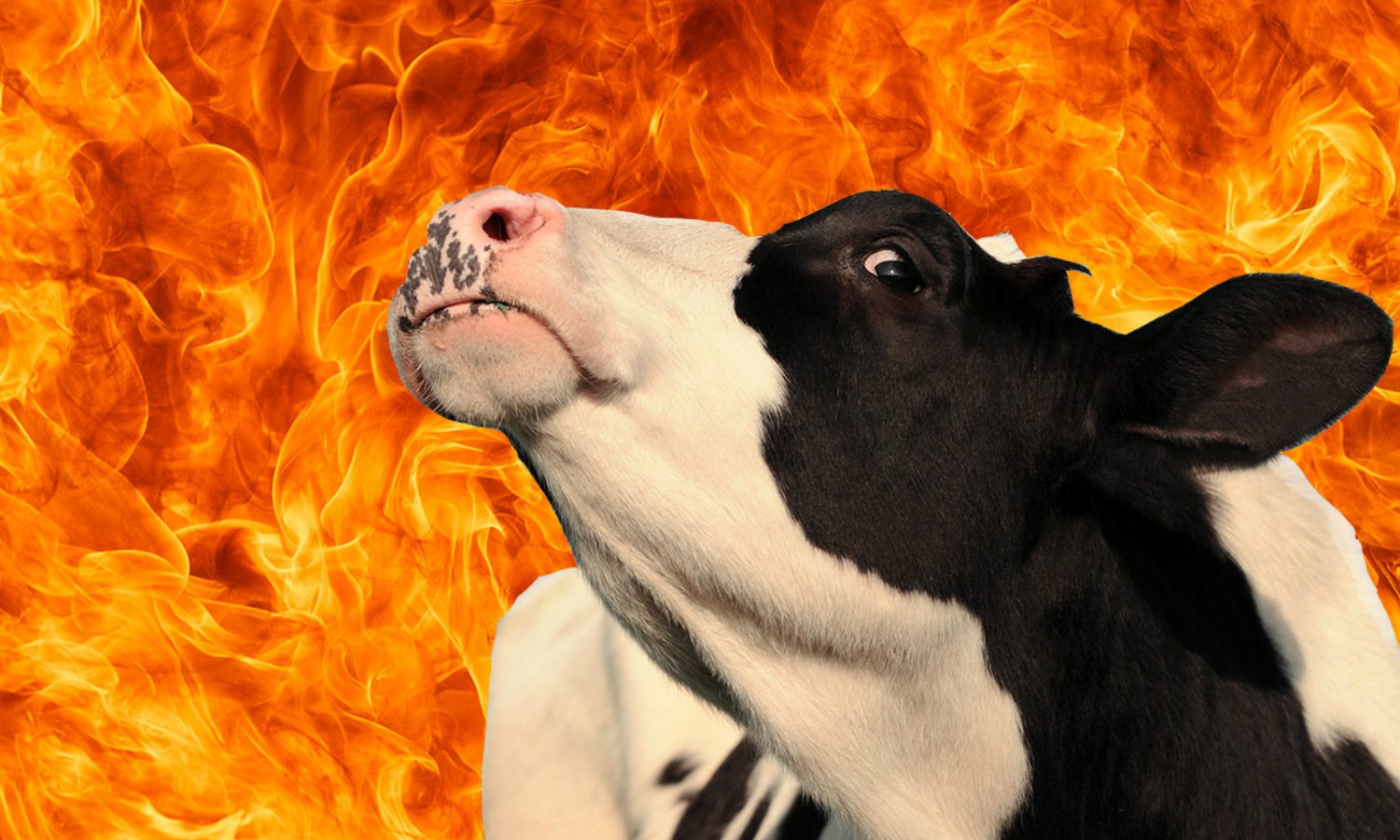 evil_cow.jpg__1600x900_q85_crop_subsampling-2.jpg