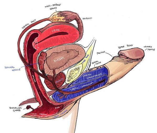 futanari anatomy.jpg