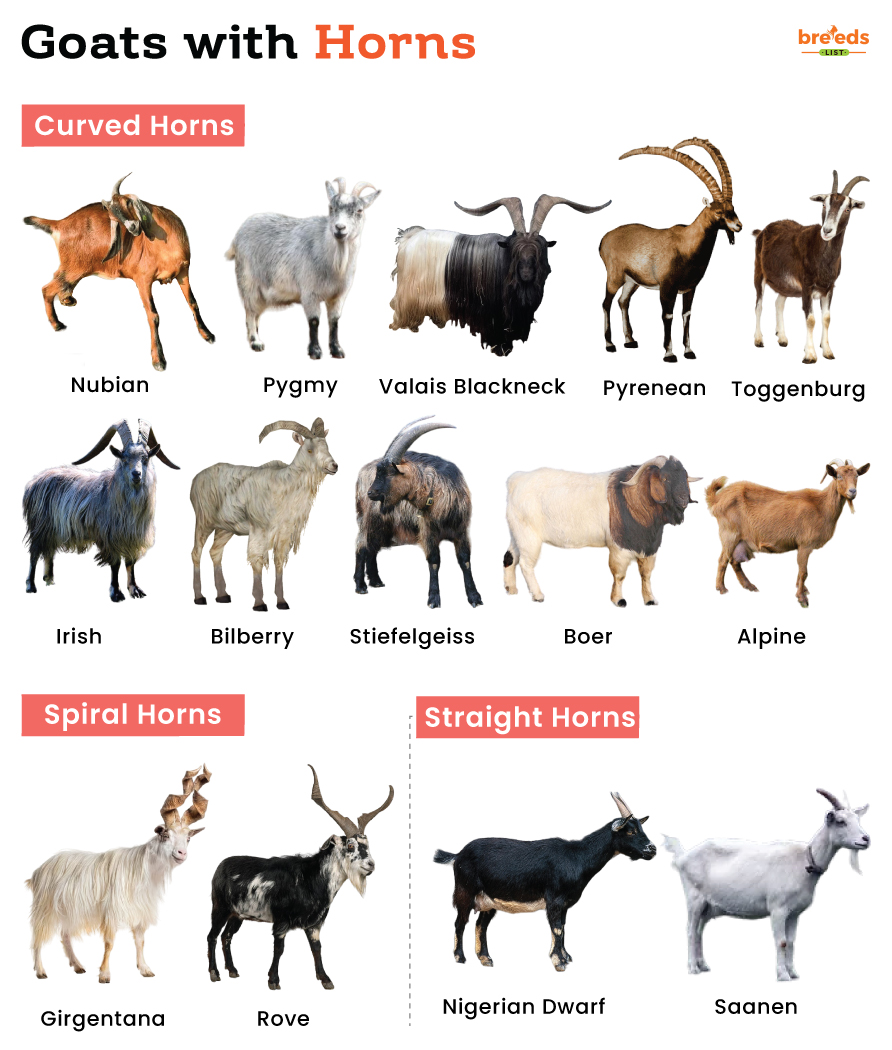 Goats-with-Horns.jpg