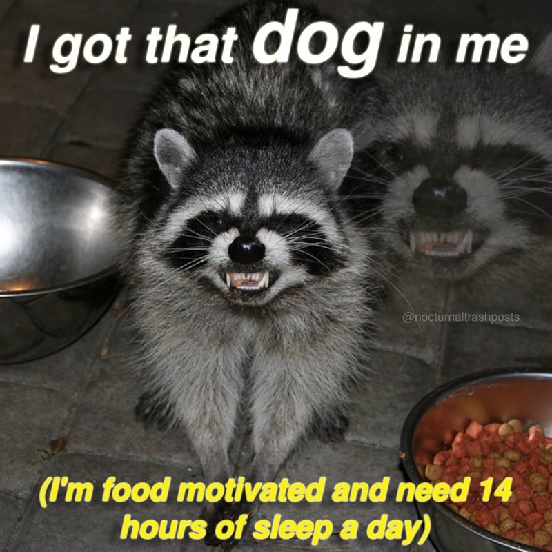 got-dog-nocturnaltrashposts-food-motivated-and-need-14-hours-sleep-day.jpg
