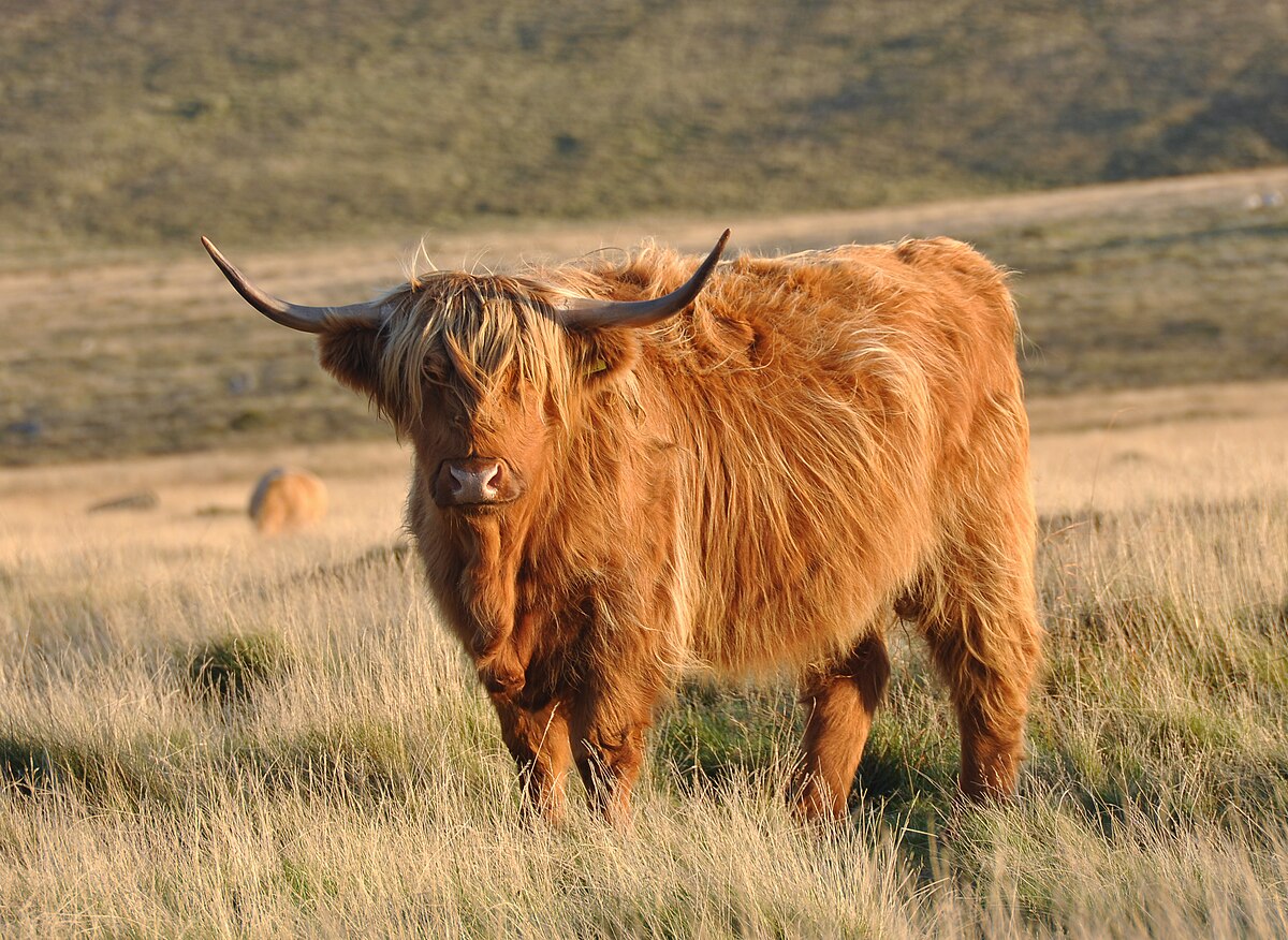 Highland cow.jpg