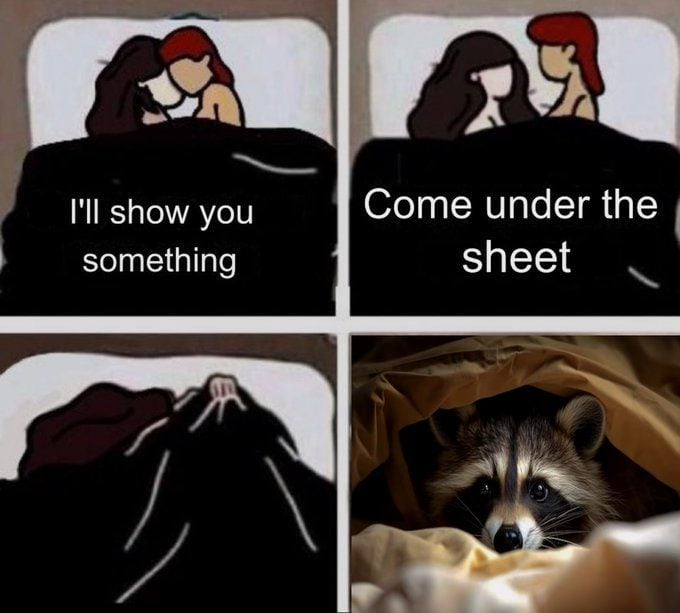 hilarious-raccoon-memes-10.jpg