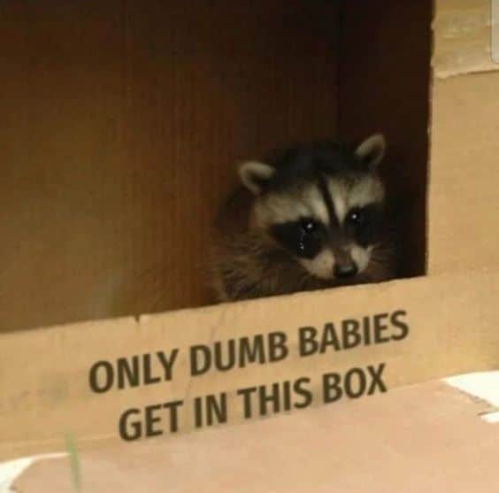 hilarious-raccoon-memes-7.jpg