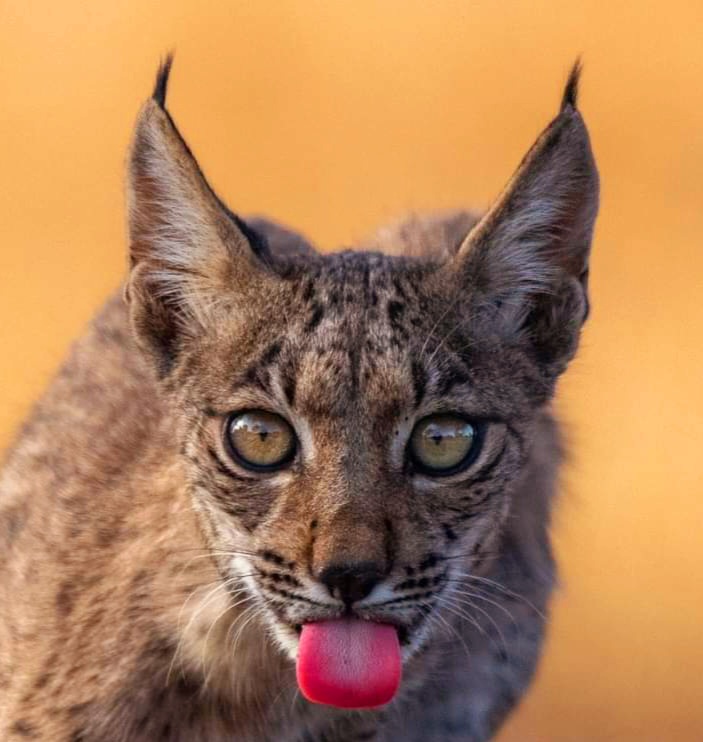Iberian lynx.jpg