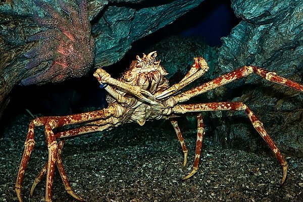 images-events-spider_crab_in_rocks_1200_600_q85.jpg