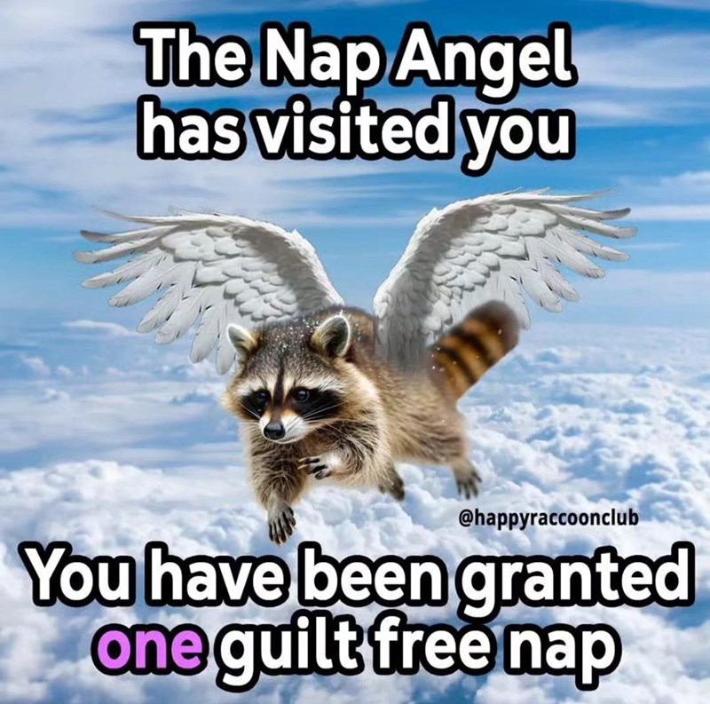 nap-angel-has-visited-happyraccoonclub-have-been-granted-one-guilt-free-nap.jpg