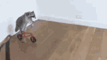 raccoon-bike.gif