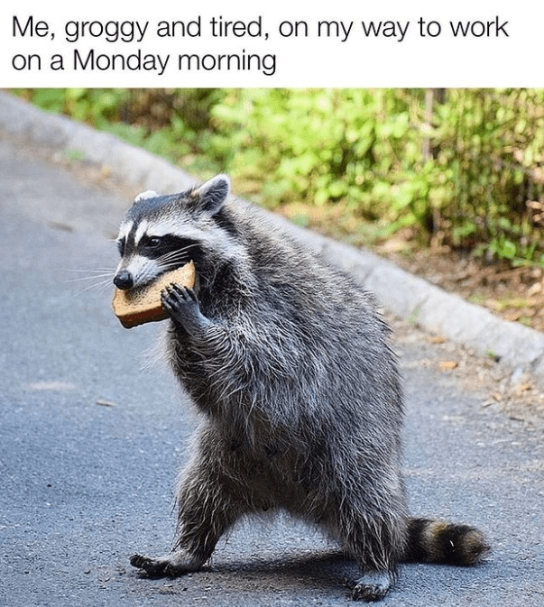 raccoon-groggy-and-tired-on-my-way-work-on-monday-morning.png