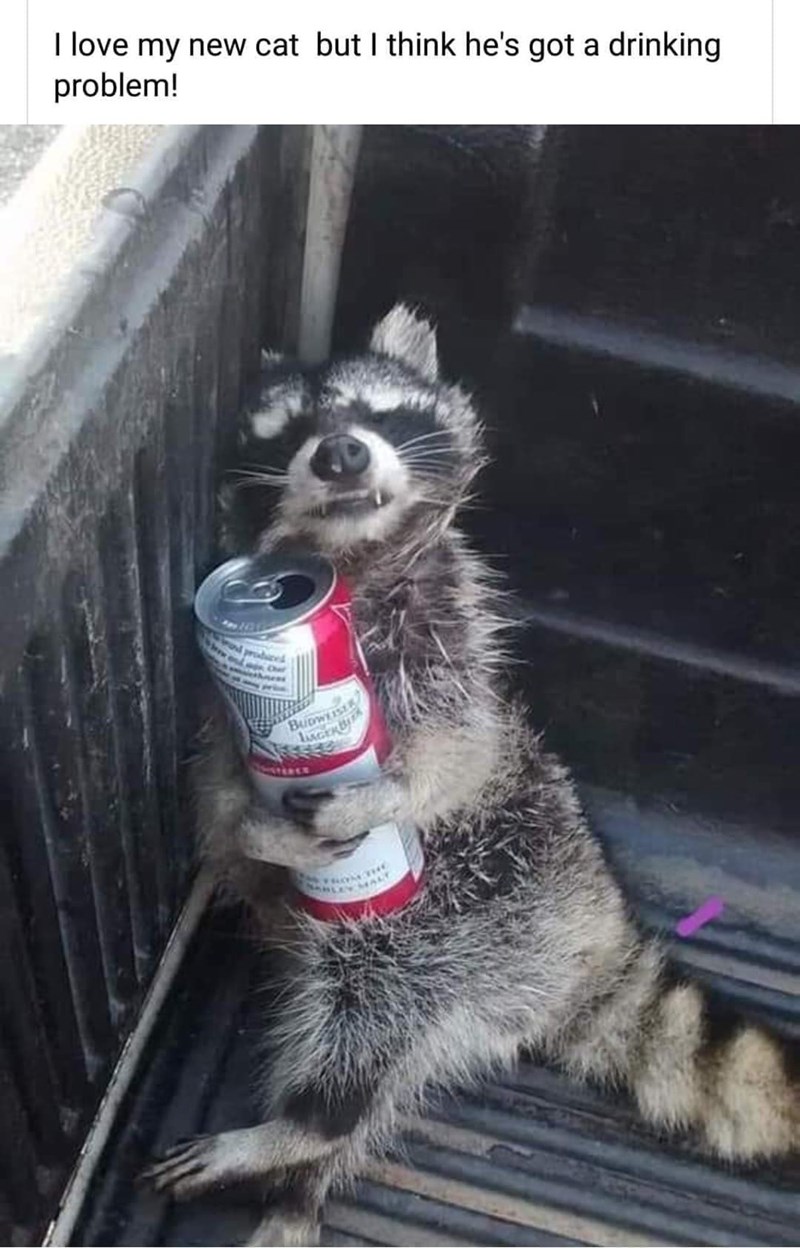 raccoon-love-my-new-cat-but-think-hes-got-drinking-problem-budweise-lagerbi.jpg