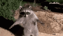 racoon.gif