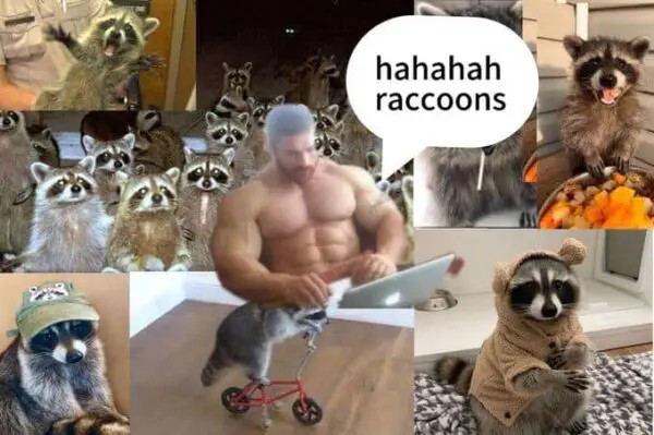 racoon-memes-2-20241014-600x399.jpg