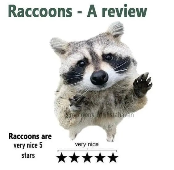 racoon-memes-31-20241014.jpg