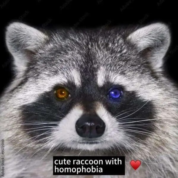racoon-memes-36-20241014-600x600.jpg