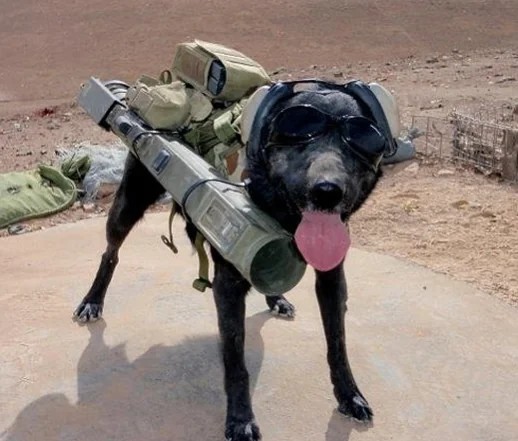 rocket-launcher-doggo-pet-health-20-attack-150-speed-5-v0-1lu9vc9q06o51.jpg