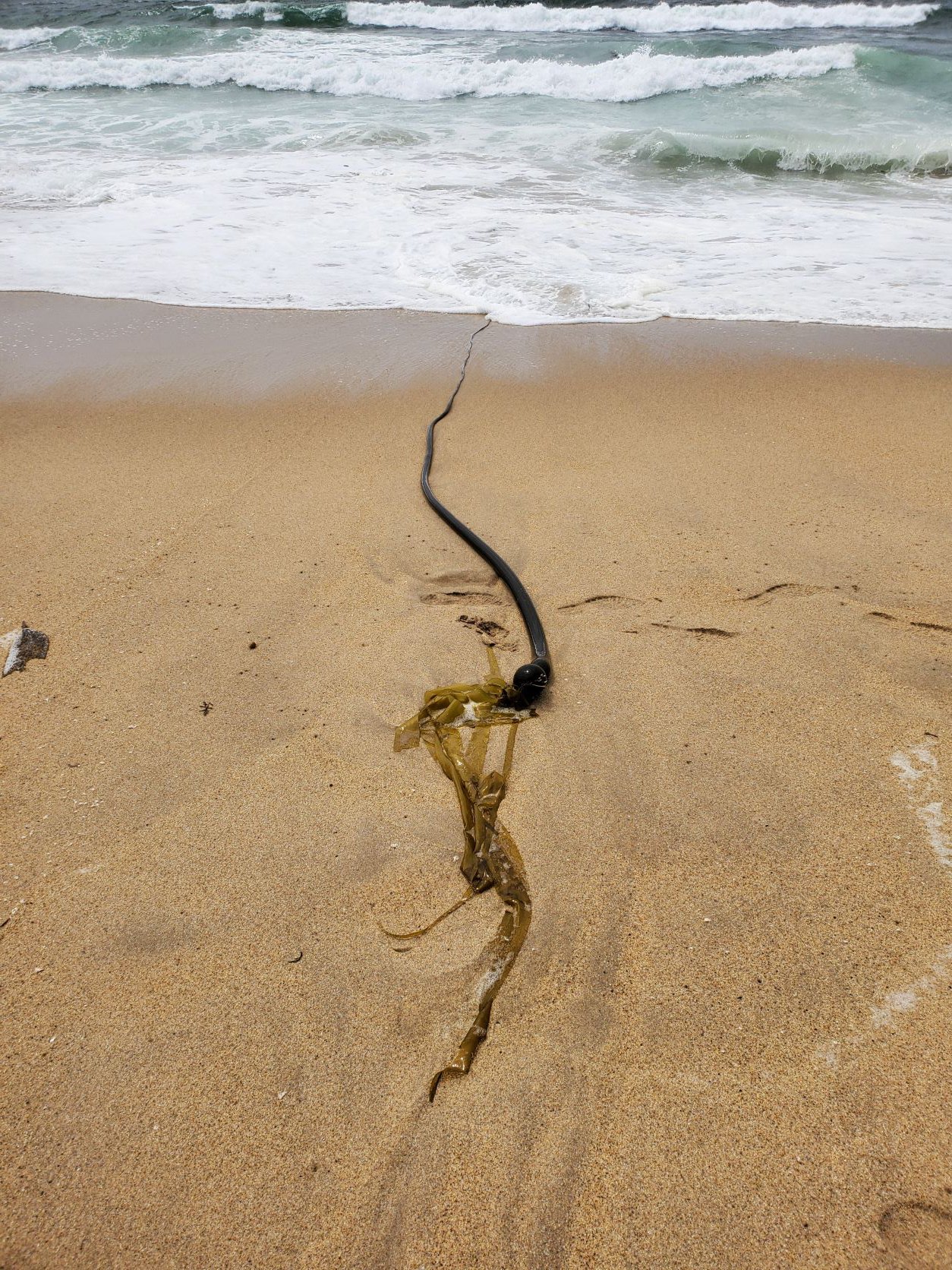 seaweed_on_beach.jpg