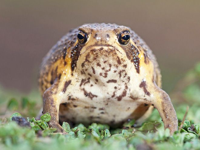 this-frog-is-judging-you9.jpg
