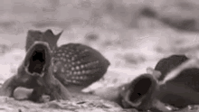 1770282187289.gif