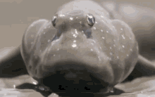 1770282229087.gif