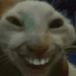1774409117846.png