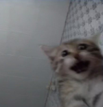 1775015162217.png