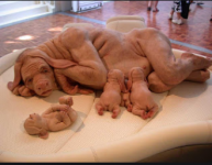 Screenshot 2021-03-11 at 9.39.20 AM.png