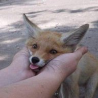 FoxgirlFirebomb