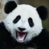 happypanda