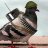 Mrpigeon