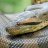 Snake99